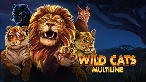 Wild Cats Multilin